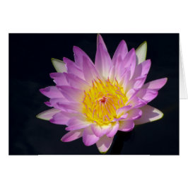 Beauful Water Lily Floral Foto