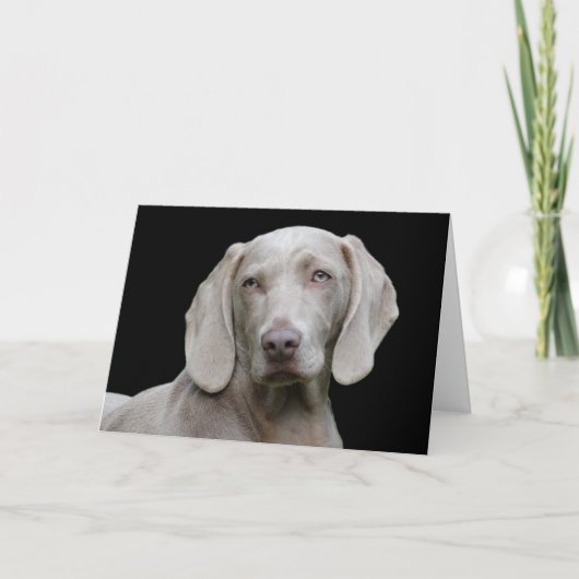 Beauful Weimaraner Hunting Dog Kaart (Voorkant)