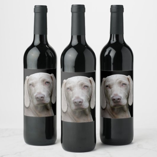 Beauful Weimaraner Hunting Dog Wijn Etiket (Flessen)