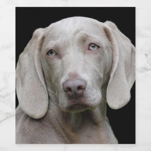 Beauful Weimaraner Hunting Dog Wijn Etiket (Enkel label)