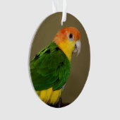 Beauful White Bellied Caique Parrot Posing Ornament (voorkant)