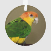 Beauful White Bellied Caique Parrot Posing Ornament (achterkant)