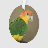 Beauful White Bellied Caique Parrot Posing Ornament (voorkant)
