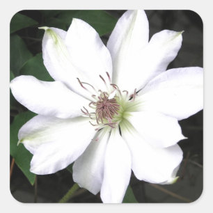 Beauful White Clematis Flowers Vierkante Sticker