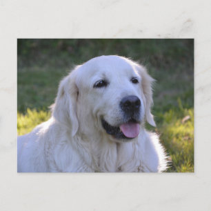 Beauful White Labrador Dog Briefkaart