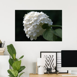 Beauful White Limoen Hydrangea Flower Poster