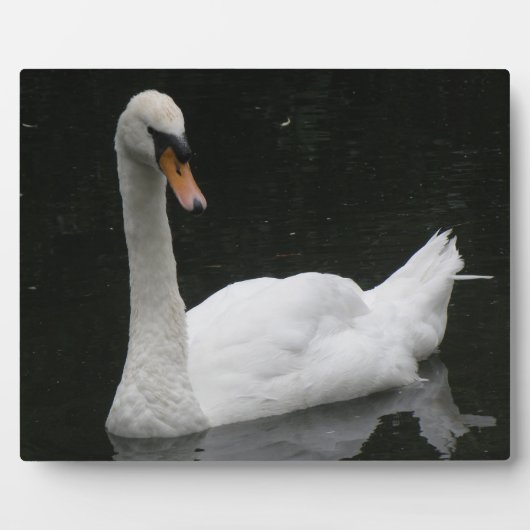 Beauful White Swan Plaque Fotoplaat (Voorkant)