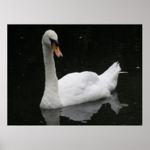 Beauful White Swan Poster