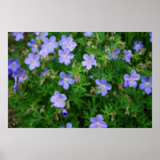Beauful Wild Geraniums Poster (Voorkant)