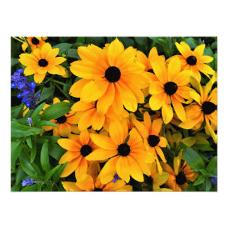 Beauful Yellow Daisy Foto Afdruk