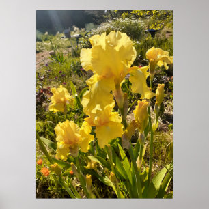 Beauful Yellow Iris Flower Garden Poster