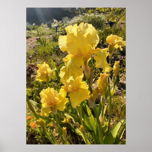 Beauful Yellow Iris Flower Garden Poster (Voorkant)