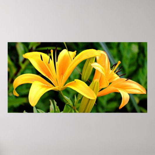 Beauful Yellow Lily Poster (Voorkant)
