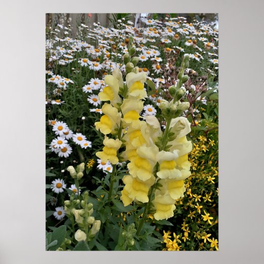 Beauful Yellow Snapdragon Flower Garden Poster (Voorkant)