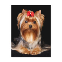 Beauful Yorkshire Terrier