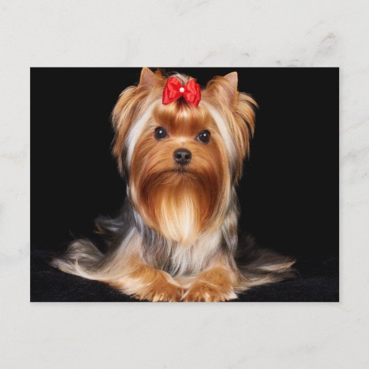 Beauful Yorkshire Terrier Briefkaart (Voorkant)