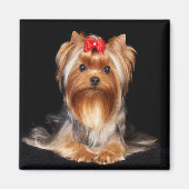 Beauful Yorkshire Terrier Magneet (Voorkant)