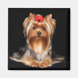 Beauful Yorkshire Terrier Magneet