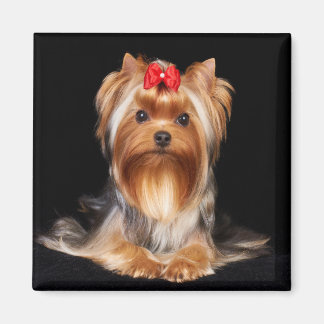 Beauful Yorkshire Terrier Magneet
