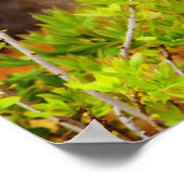 Beauful Young Fox Kit Poster (Hoek)