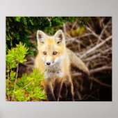 Beauful Young Fox Kit Poster (Voorkant)