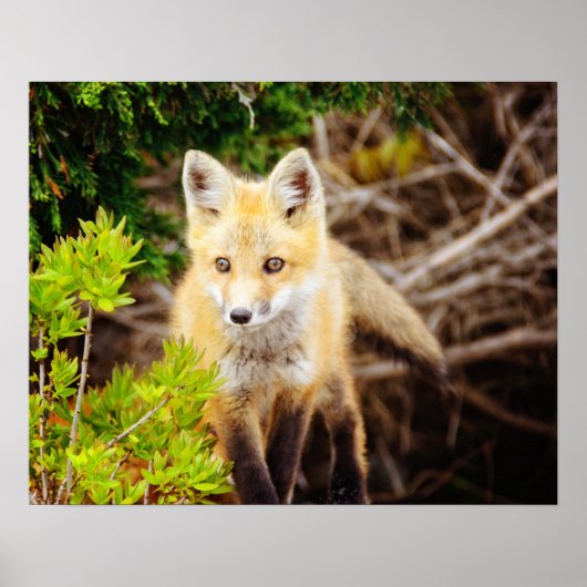 Beauful Young Fox Kit Poster (Voorkant)