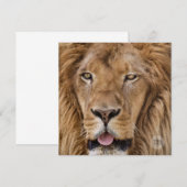 Beauful Zoo Safari Lion Fotografie (Voorkant / Achterkant)