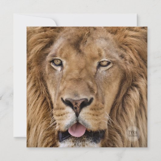 Beauful Zoo Safari Lion Fotografie (Voorkant)