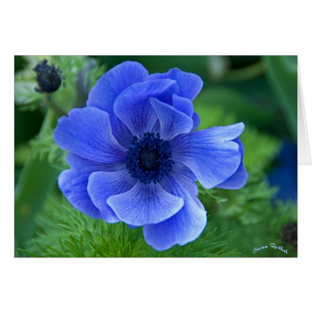 Beauté bleue (Devant horizontal)