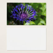 Beauté bleue (Devant & derrière)