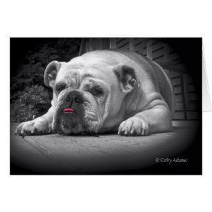 Beauté BullDog