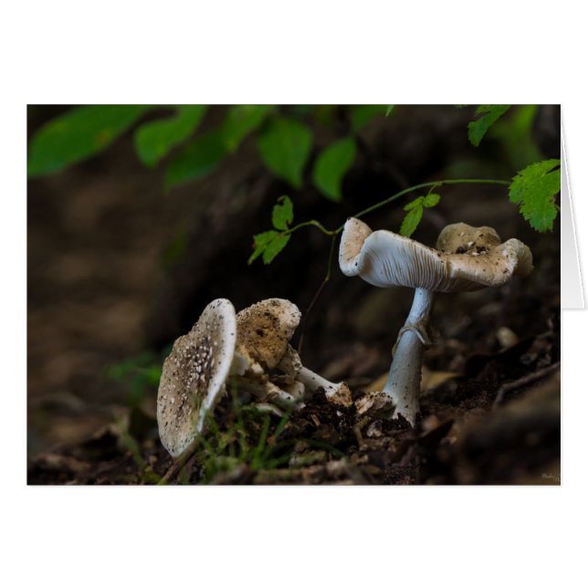 Beauté douteuse (Devant Horizontal)