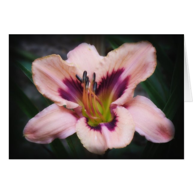 Beauté du papier (Devant horizontal)