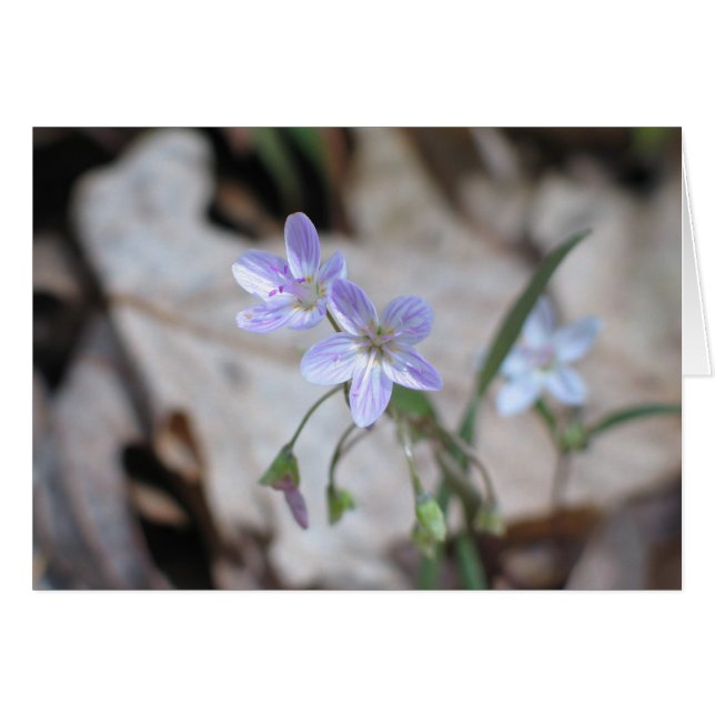 Beauté du printemps - Customisé (Devant Horizontal)