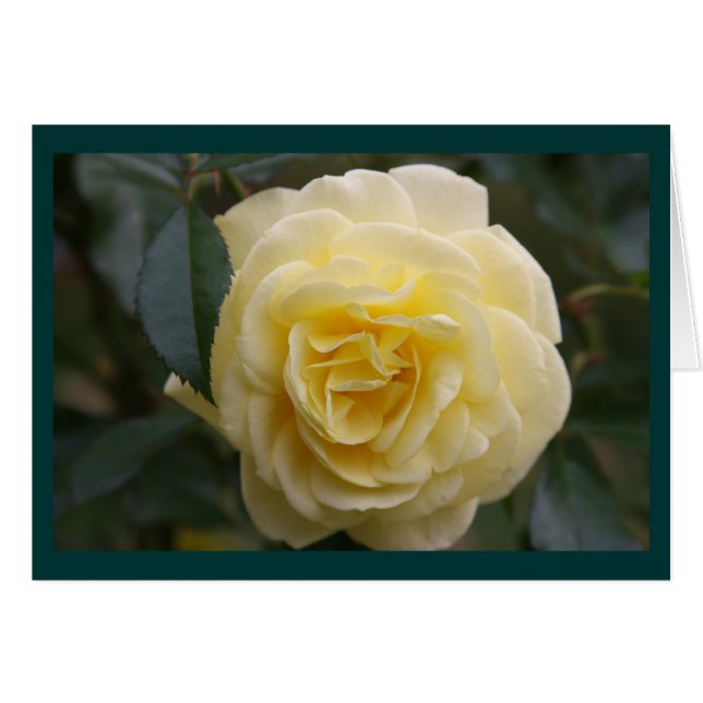 Beauté jaune (Devant Horizontal)