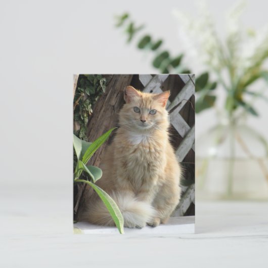Beauté la carte postale du chat errant (Debout devant)