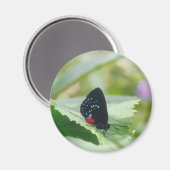 Beauté noire - papillon Atala - aimant (Recto/Verso)