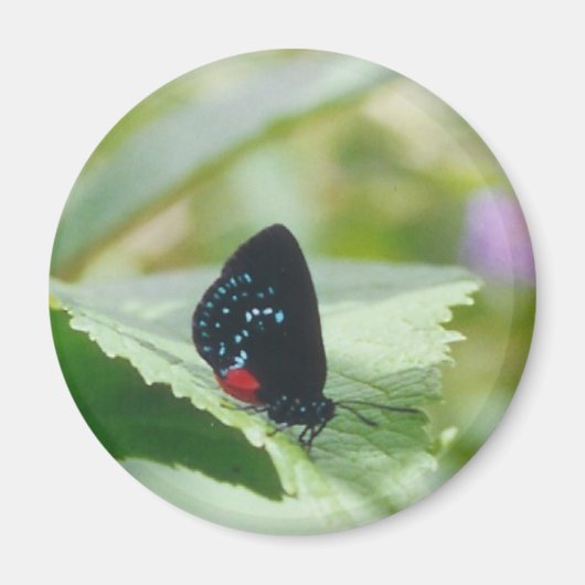 Beauté noire - papillon Atala - aimant (Devant)