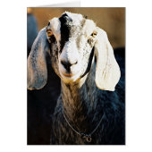 Beauté nubienne (Devant)