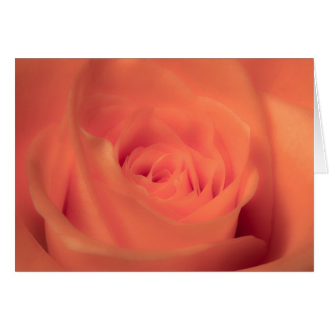 Beauté orange (Devant horizontal)