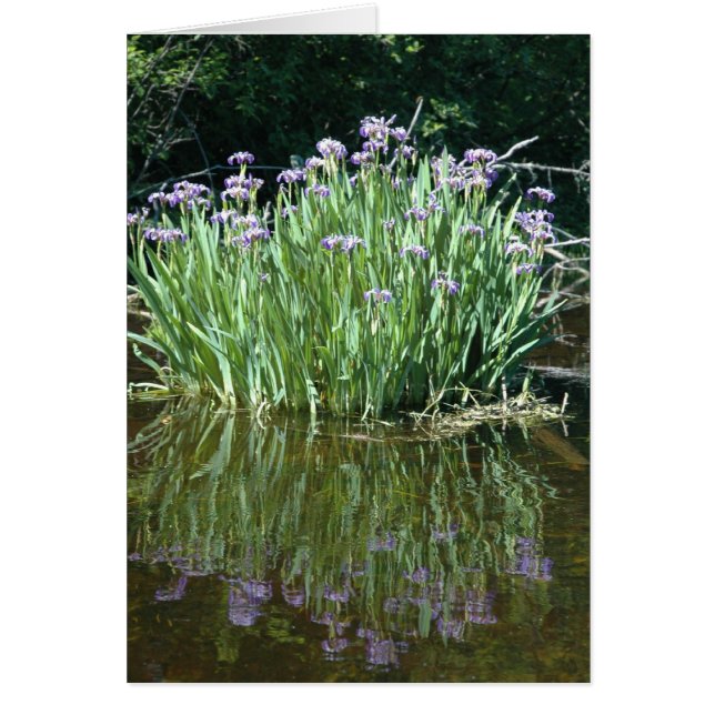 BEAUTÉ PURPLE (Devant)