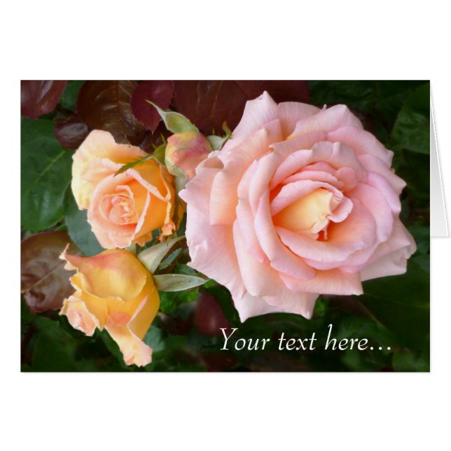 Beauté rose (Devant horizontal)