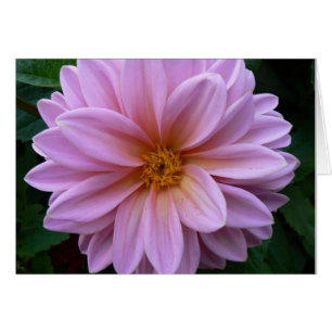 Beauté rose