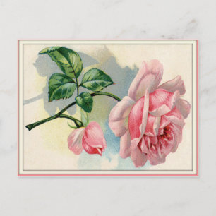 Beauté Rose rose, gris carte postale horizontale