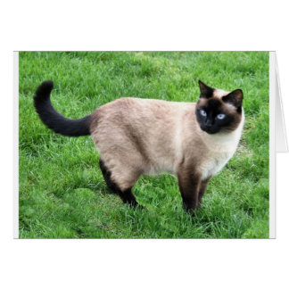 BEAUTÉ SIAMESE