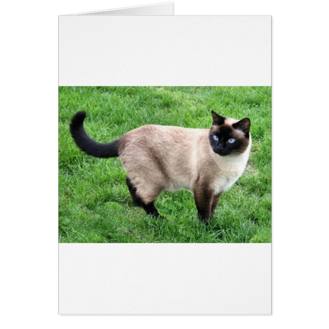 BEAUTÉ SIAMESE (Devant)