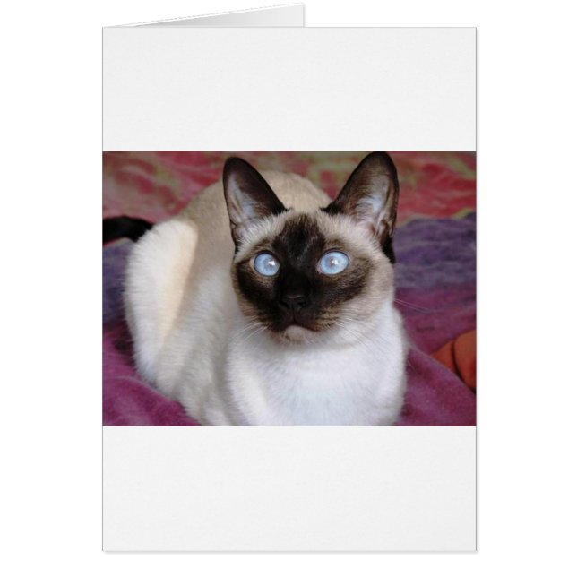 BEAUTÉ SIAMESE (Devant)