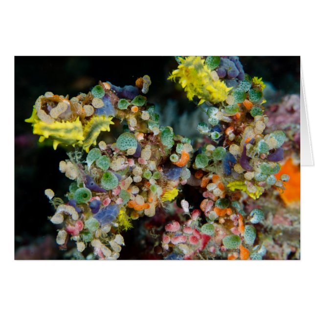 Beauté sous-marine (Devant horizontal)