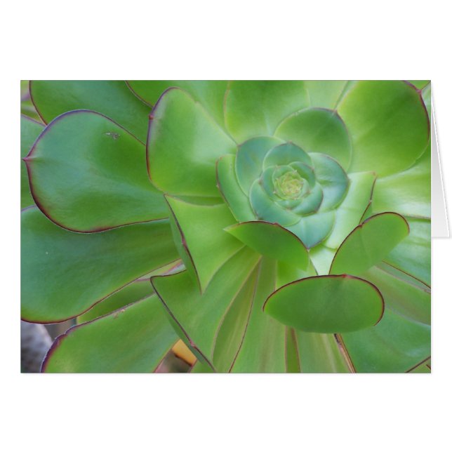 Beauté succulente...Oxnard Californie (Devant horizontal)