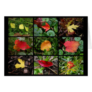 Beautés de l'automne